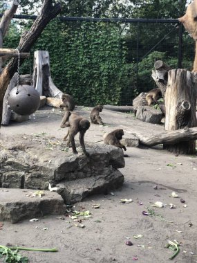 Berlin, Almanya - 13 Ağustos 2019: Monkeys in Tierpark Berlin