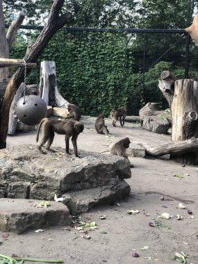 Berlin, Almanya - 13 Ağustos 2019: Monkeys in Tierpark Berlin
