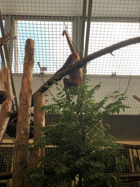 Berlin, Almanya - 13 Ağustos 2019: Monkeys in Tierpark Berlin