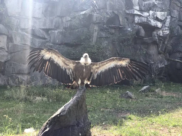 Αετός Στο Tierpark Βερολίνο — Φωτογραφία Αρχείου