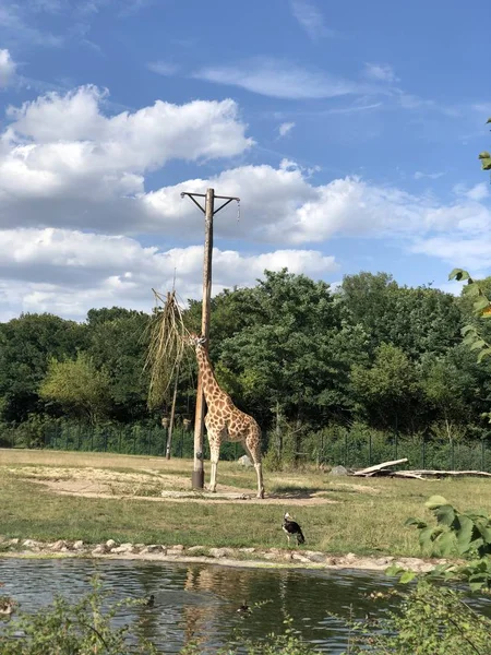 Zürafalar Tierpark Berlin — Stok fotoğraf