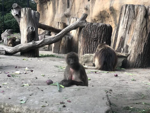 Monkeys Tierpark Berlin — 스톡 사진