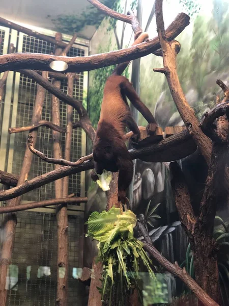 Berlin Németország Augusztus 2019 Monkeys Tierpark Berlin — Stock Fotó