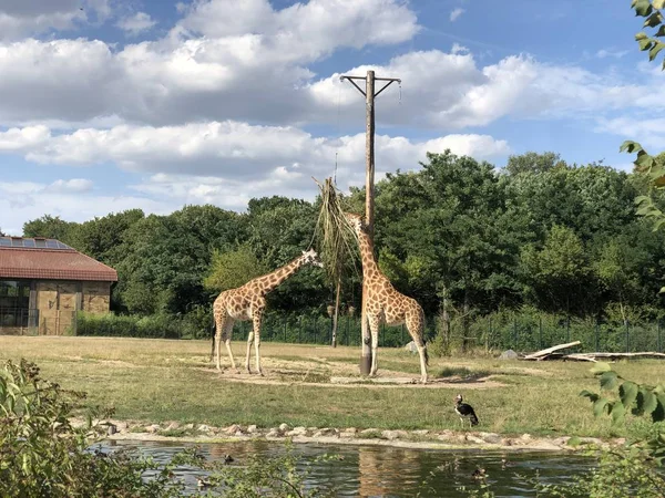 Giraffen Tierpark Berlijn Rechtenvrije Stockafbeeldingen