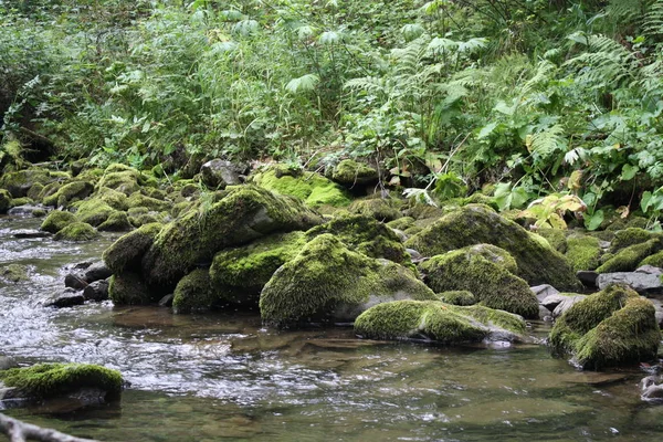 Моховинні Камені Гірській Річці — стокове фото