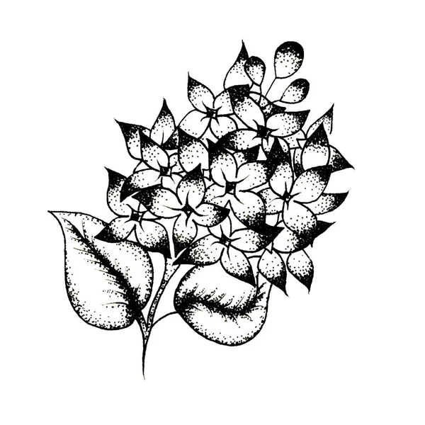 Tatouage noir et blanc fleur lilas — Photo