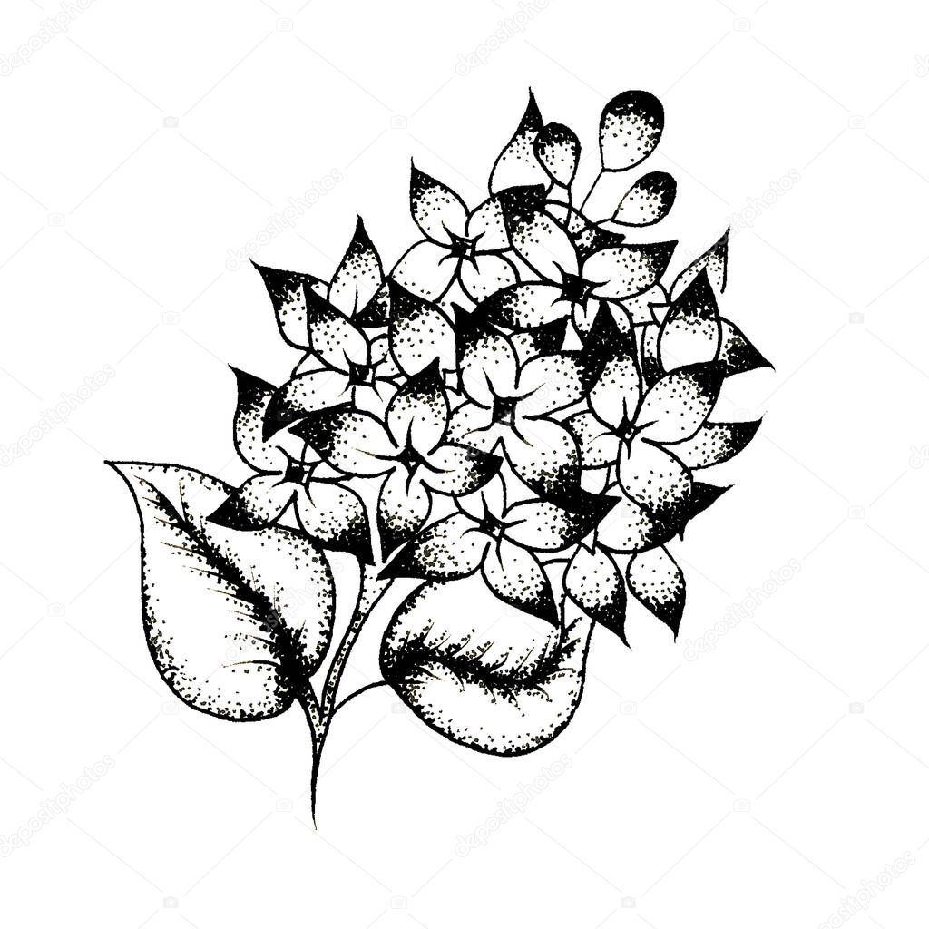 Black and white tattoo lilac flower 