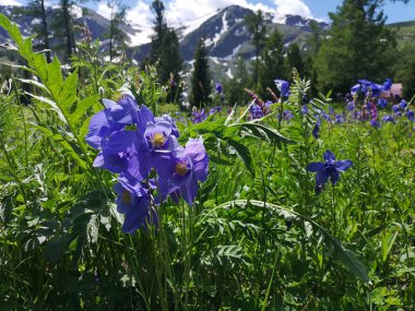 Çiçek Dağı Altay