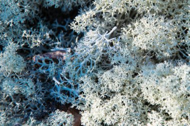 Sonbahar Orman, yosun ve taşlar