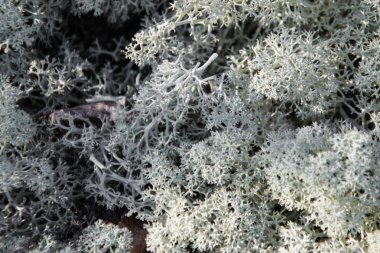 Sonbahar Orman, yosun ve taşlar