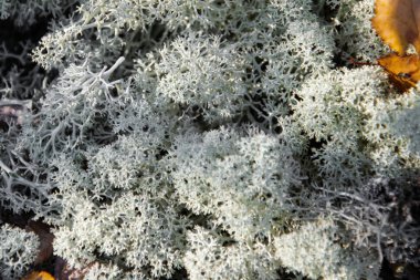 Sonbahar ormanın içinde taşlar üzerinde yosun