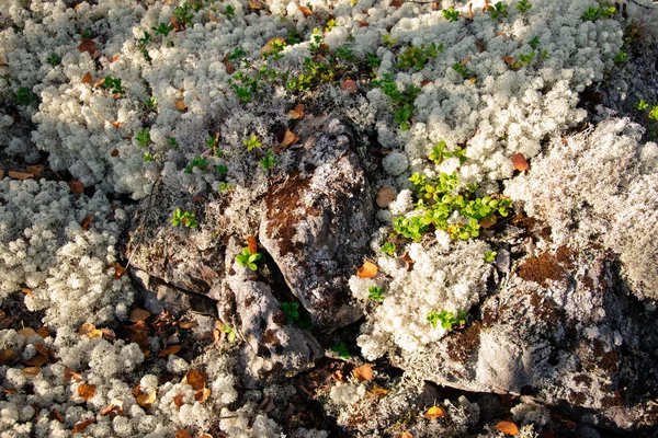 Autumn Forest Moss Stones — Stock Photo, Image