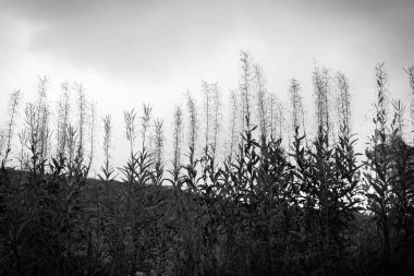 Düşen yapraklar ve çiçekler