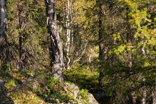 Automne Dans Forêt Sauvage — Photo