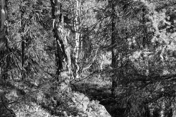 Herfst Het Wilde Bos — Stockfoto