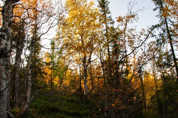 Vahşi Ormanda Sonbahar — Stok fotoğraf