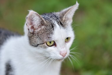 Beyaz genç gri kedi dışında dinleniyor. Yerli kedi doğal açık closeup portresi