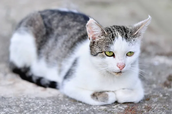 Junge Weiße Graue Katze Die Draußen Ruht Natürliche Nahaufnahme Porträt — Stockfoto