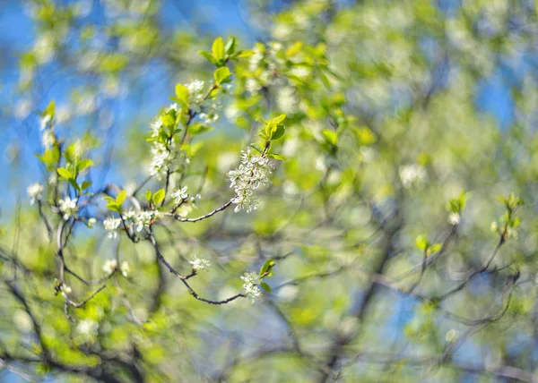 Close-up of a Cherry Plum tree flowers with blurry blue sky background. Spring blooming branch of plum tree. Bokeh Background. Blossom season