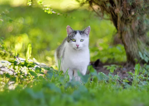 Beyaz genç gri kedi bahçede dinleniyor. Yerli kedi doğal açık closeup portresi