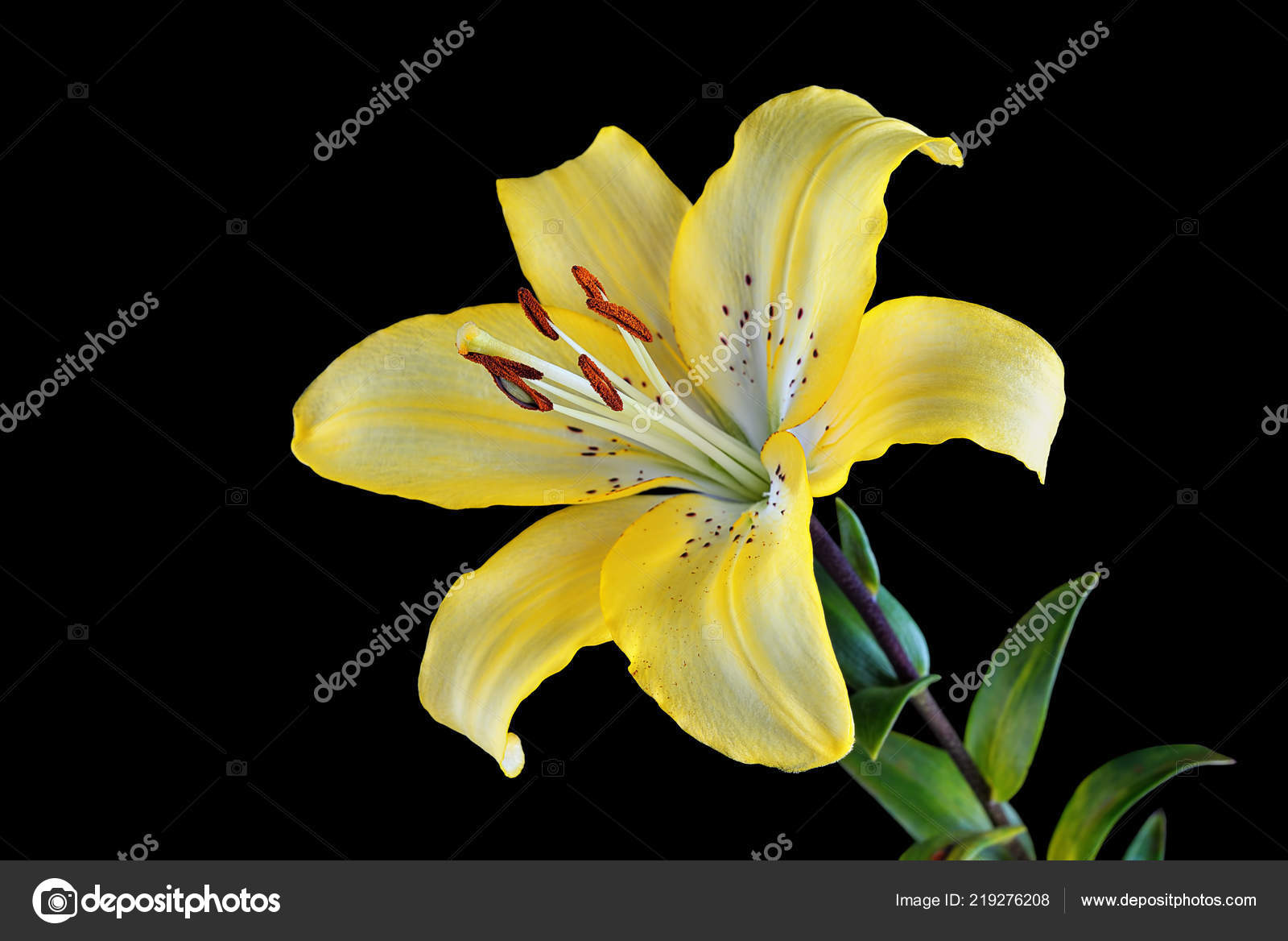 Amazing Colorful Yellow Asiatic Lily Lilium Liliaceae Isolated White  Background Stock Photo by ©sauce7 219276208