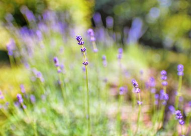 Rüya gibi closeup makro lavanta çiçeğinin bulanık doğal arka plan ile. Doğa Çiçek lavanta çalıların seçici ve yumuşak odak