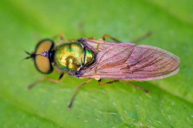 Chloromyia formosa küçük sinek doğal yığını. Yani doğal ışıkla açık makro