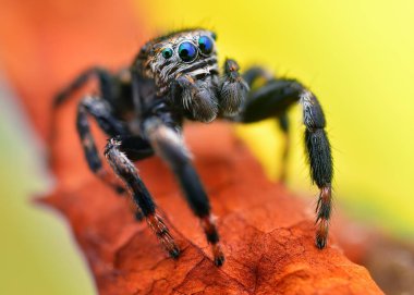 Aşırı keskin ve örümcek makro atlama Lehçe ayrıntılı portresi 