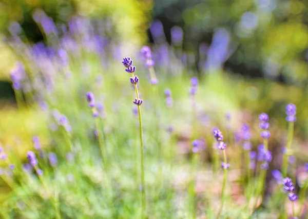 Drömmande Närbild Makro Lavendelblomma Med Suddiga Naturliga Bakgrunden Selektiv Och — Stockfoto