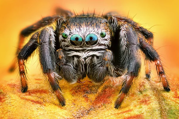 Retrato Extremamente Nítido Detalhado Macro Aranha Saltitante Polonês — Fotografia de Stock