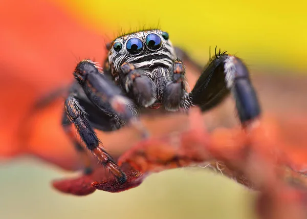 Retrato Extremamente Nítido Detalhado Macro Aranha Saltitante Polonês — Fotografia de Stock