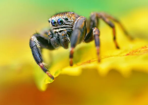 波兰跳跃蜘蛛宏的极端尖锐和详细的肖像 — 图库照片