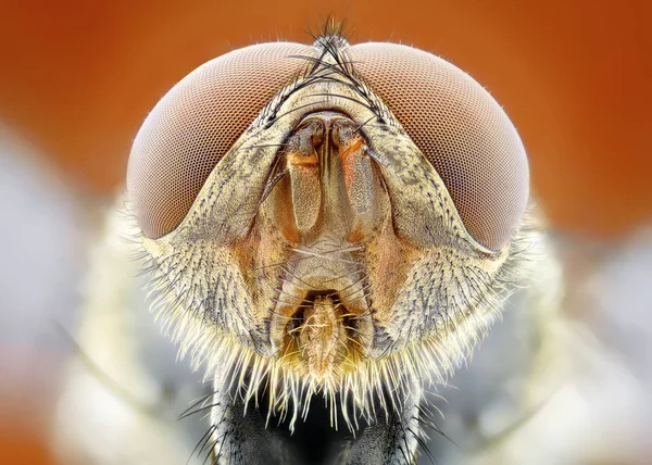 Estudo Extremo Afiado Detalhado Cabeça Mosca Empilhada Tomada Com Objetivo — Fotografia de Stock