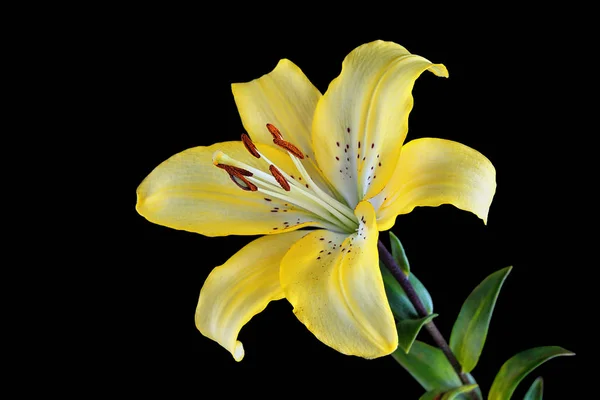 Amazing colorful yellow Asiatic Lily (Lilium, Liliaceae) isolated on white background. Close up macro of a beautiful oriental yellow Lily flower as a wallpaper