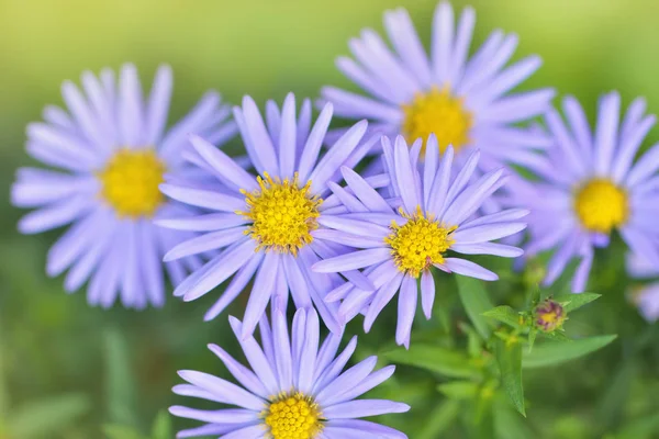 Niesamowite Kwiaty Fioletowe Astry Ogród Jesienią Polskie Kwiaty Makro Zbliżenie Obrazek Stockowy