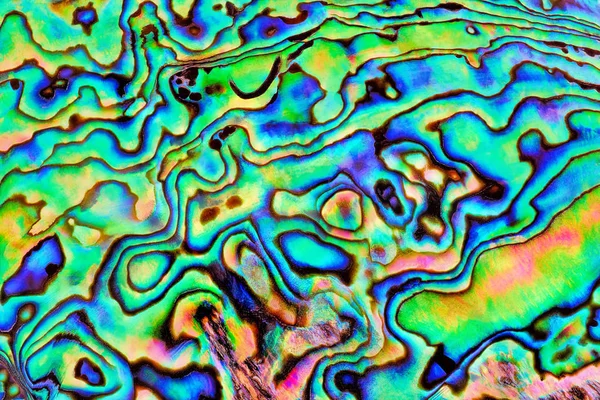 Yeni Zelanda closeup arka plan olarak gelen inanılmaz renkli paua kabuk (Haliotis Iris). Yüksek büyütme makro gökkuşağı inci Abalone iris sedefli Hatıra seashell temizlenir 