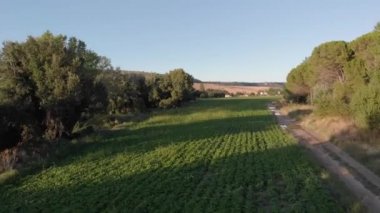 Vista aerea realizada con drone de campos de cultivo en el atardecer, se puede ver do el sembrado floreciente y verde