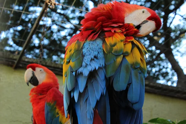 Arara Vermelha Vörös Ara Más Néven Macaw Araracanga Aracanga Ara — Stock Fotó