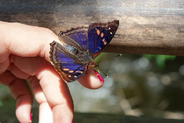 Ничего Милее Знать Разные Виды Бабочек Время Поездки Водопаду Игуасу — стоковое фото