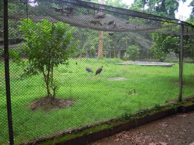 Ramnar Bagan rezerv ormankuşlar farklı türleri. Hindistan'daki Bardhaman'da ayı, kaplan, geyik, maymun, farklı kuşlar, timsahlar ikamet ediyor. .