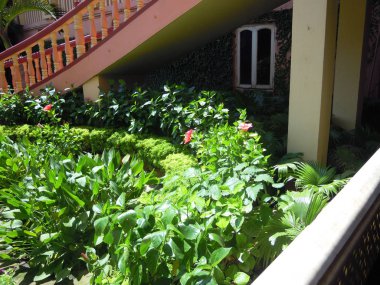 Hindistan'da Mayapur farklı renkte yaprakları ile yeşil ağaçlar ve bitkilerin güzel bir bahçe.