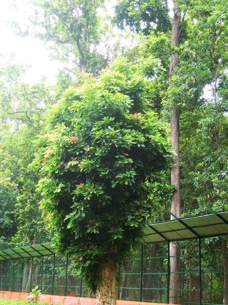 Una Hermosa Escena Plantas Verdes Árboles Con Varias Flores Colores — Foto de Stock