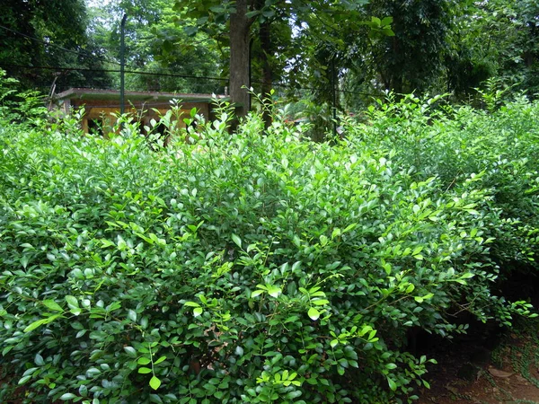 Pemandangan Indah Tanaman Hijau Dan Pohon Pohon Dengan Berbagai Bunga — Stok Foto