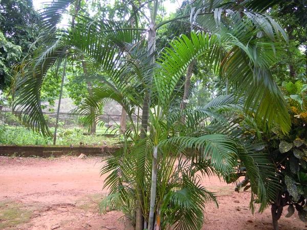 Sebuah Taman Yang Indah Dari Pohon Pohon Hijau Dan Tanaman — Stok Foto