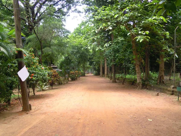 Sebuah Jalan Merah Melalui Hutan Dengan Pohon Hijau Dan Tanaman — Stok Foto