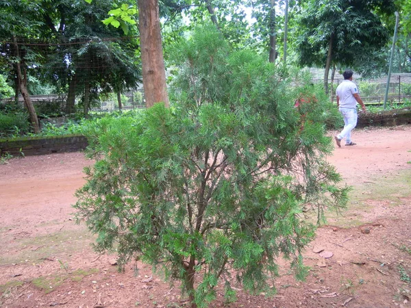 Sebuah Taman Yang Indah Dari Pohon Pohon Hijau Dan Tanaman — Stok Foto