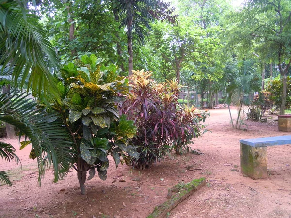 Hermoso Jardín Árboles Verdes Plantas Con Diferentes Tipos Hojas Con — Foto de Stock