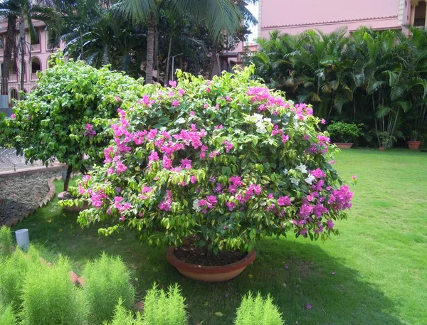 一个美丽的绿色植物和树木与各种颜色的花朵在户外的场景 它在印度马亚普尔的伊斯坦神庙的花园里 — 图库照片