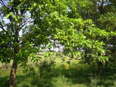 Yeşil ağaçlar ve bitkiler sıcak bir yaz kirliliği kontrol etmek ve çevre ekosistemi korumaya çalışıyor. Sadece doğa ve doğadan başka bir şey değil..