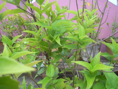 Yeşil ağaçlar ve bitkiler sıcak bir yaz kirliliği kontrol etmek ve çevre ekosistemi korumaya çalışıyor. Sadece doğa ve doğadan başka bir şey değil..